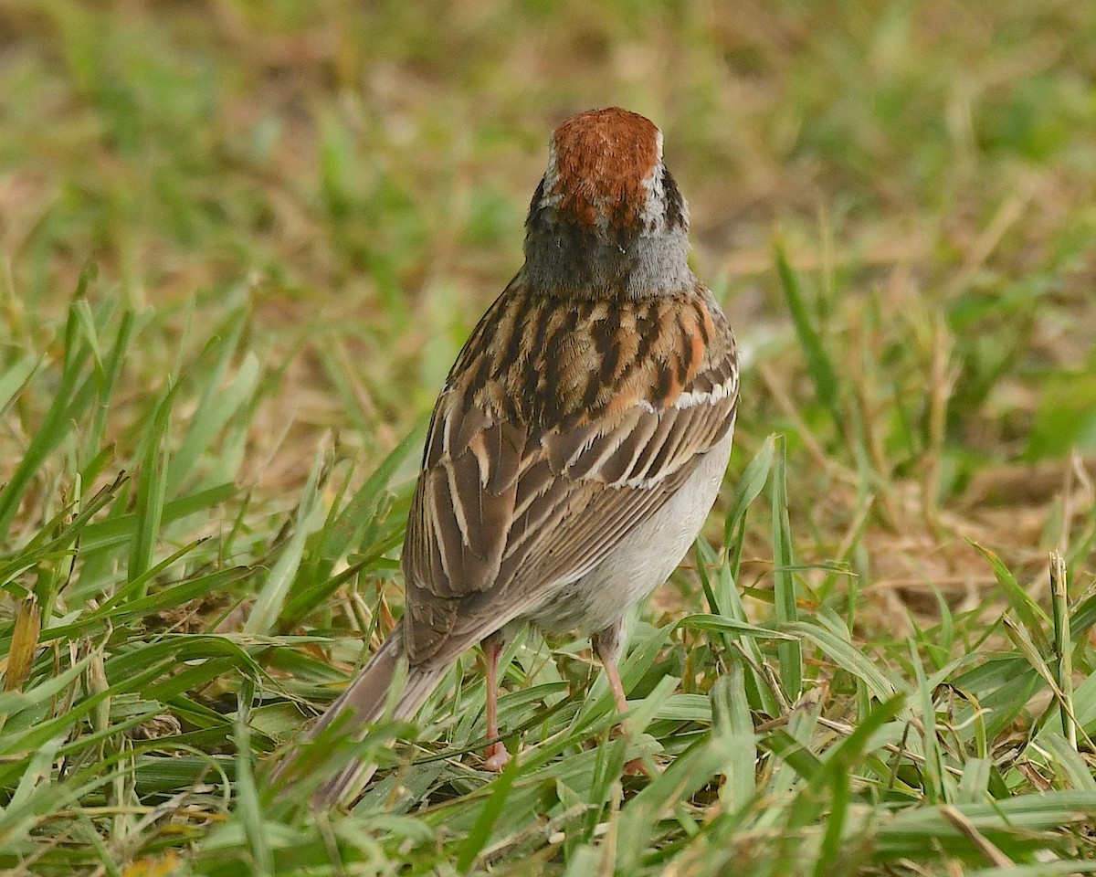 Chipping Sparrow - ML597183441