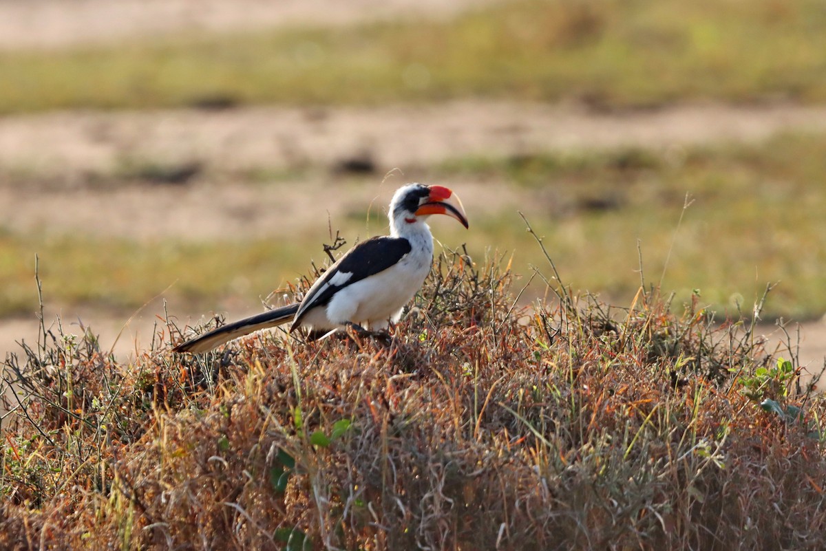 Von der Decken's Hornbill - ML597183671