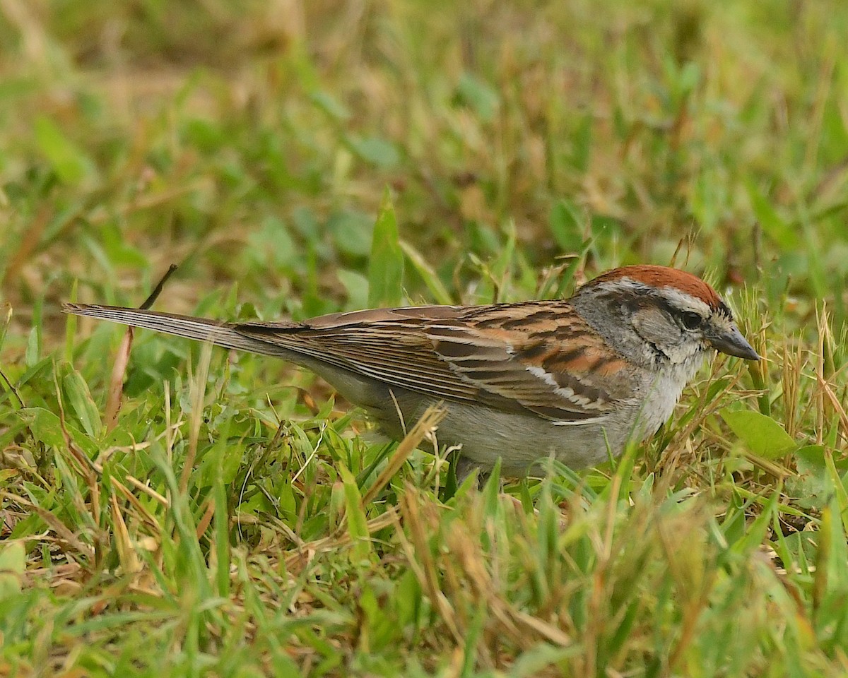 Chipping Sparrow - ML597183781