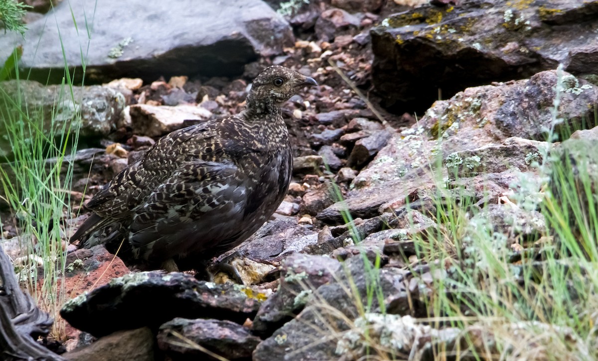 Dusky Grouse - Braxton Landsman