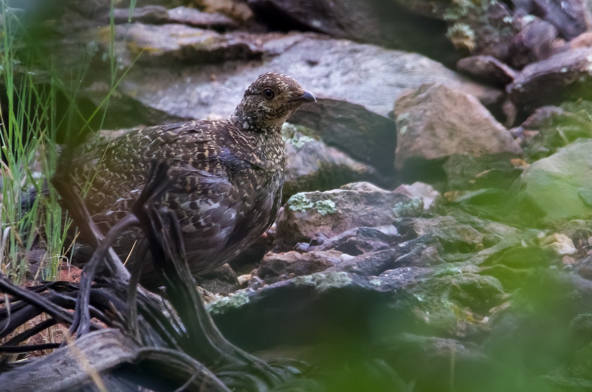 Dusky Grouse - ML597184031