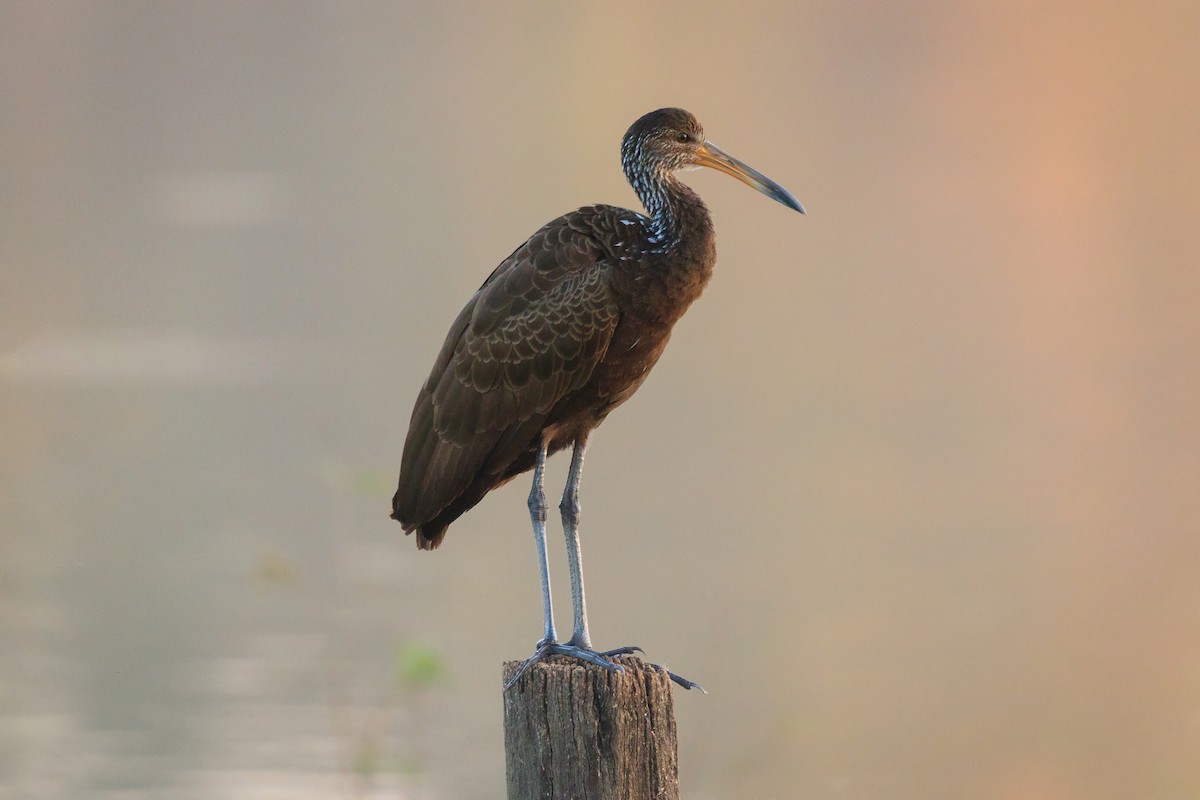 Limpkin - ML597185041