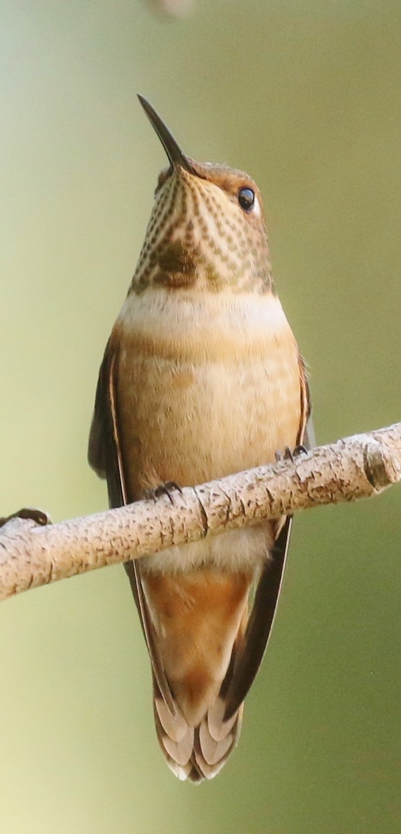 Rufous Hummingbird - ML597185311