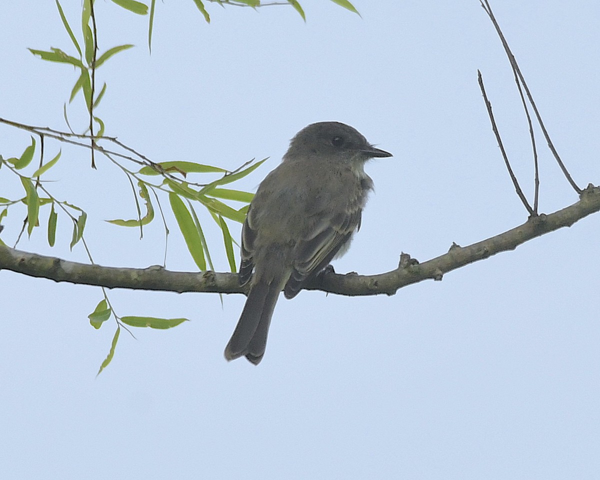 Eastern Phoebe - ML597185341