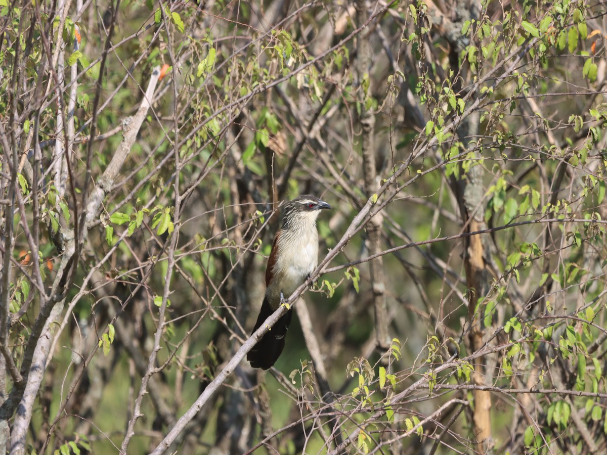 White-browed Coucal - ML597185421