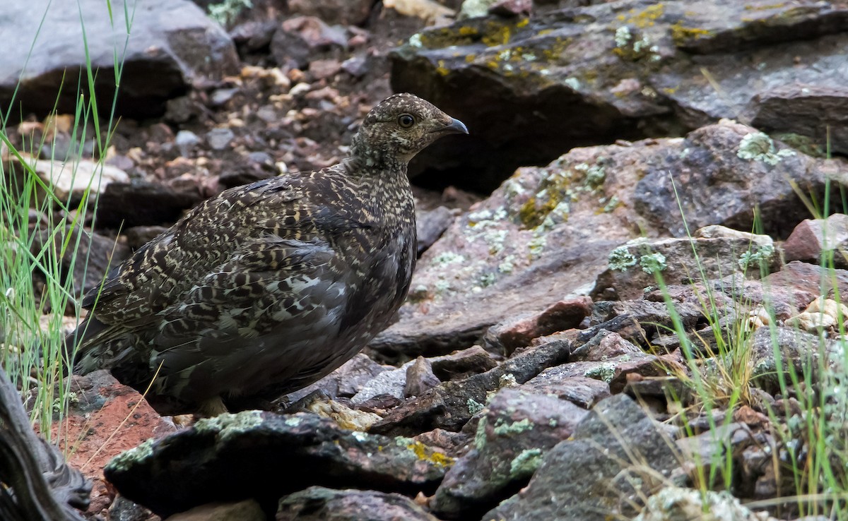 Dusky Grouse - ML597185971