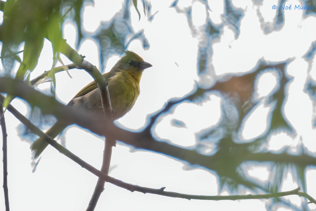 Red-headed Tanager - Noé Muñoz-Padilla