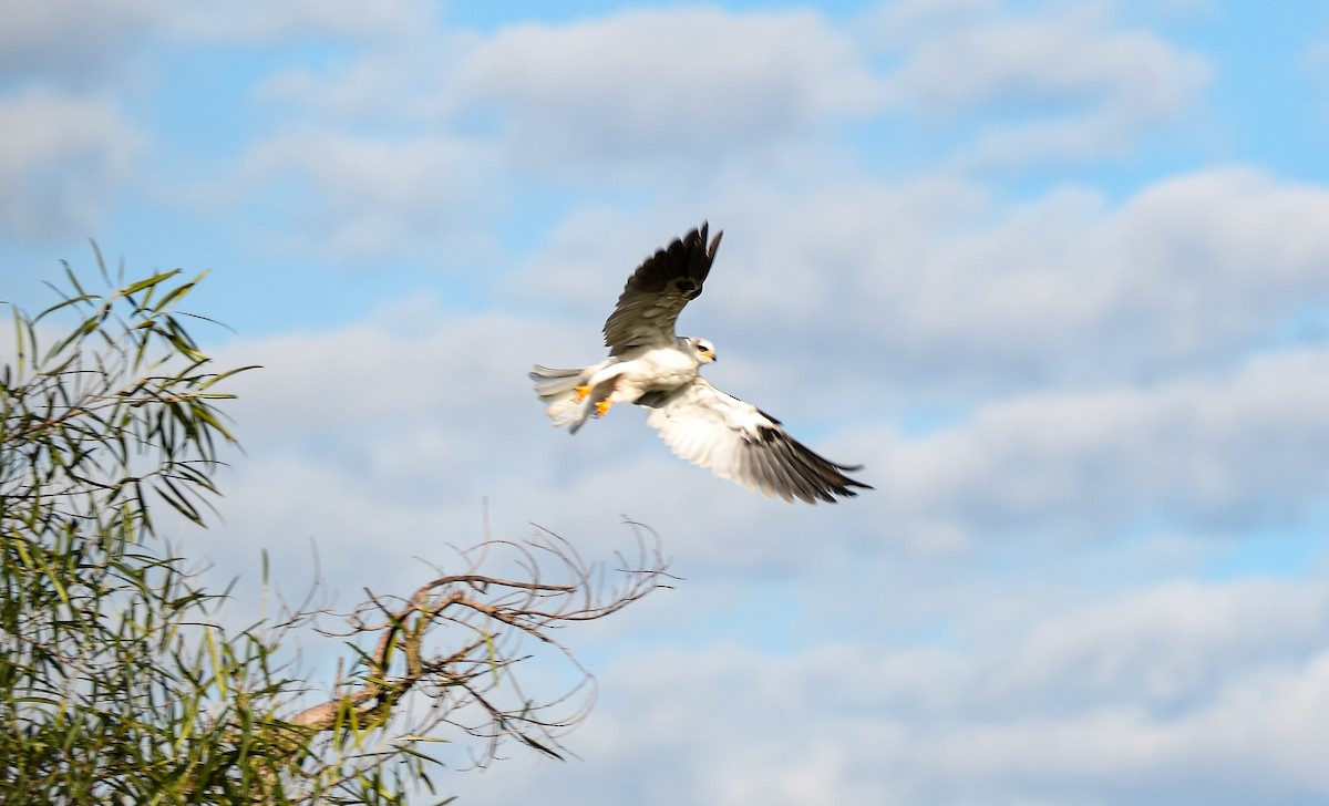 White-tailed Kite - ML597186351