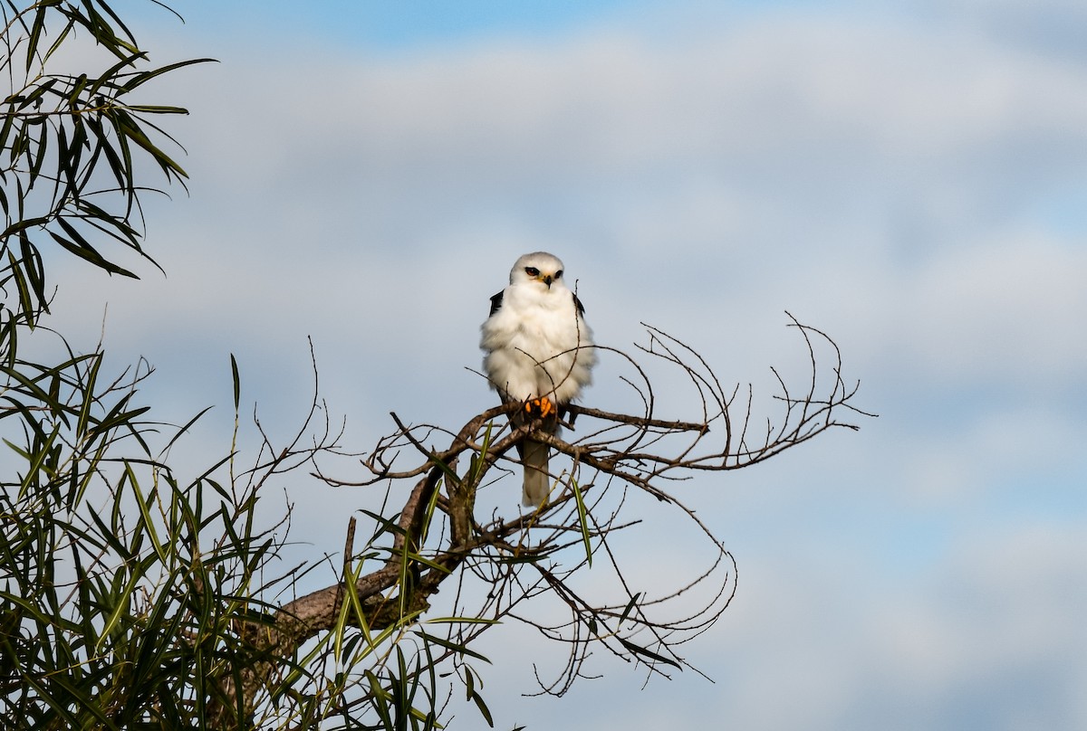 White-tailed Kite - ML597186361