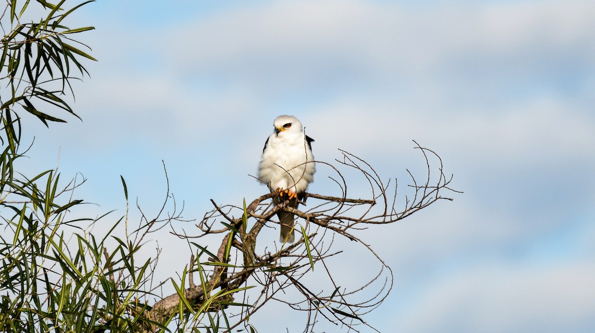 White-tailed Kite - ML597186371