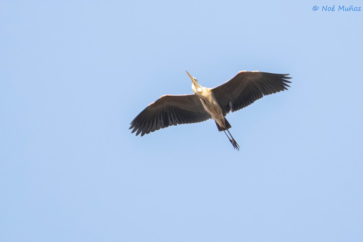 Great Blue Heron - Noé Muñoz-Padilla