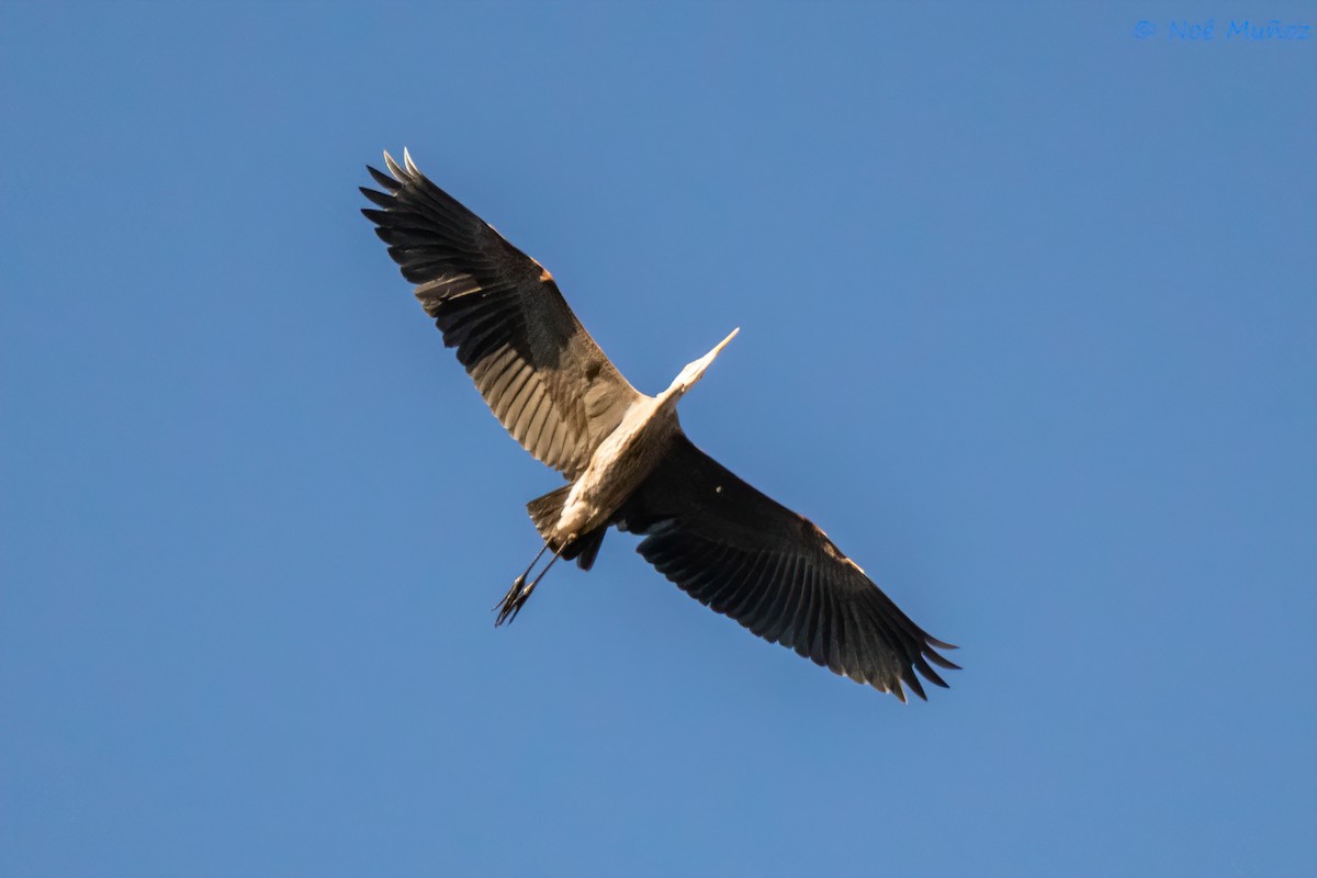 Great Blue Heron - ML597186431