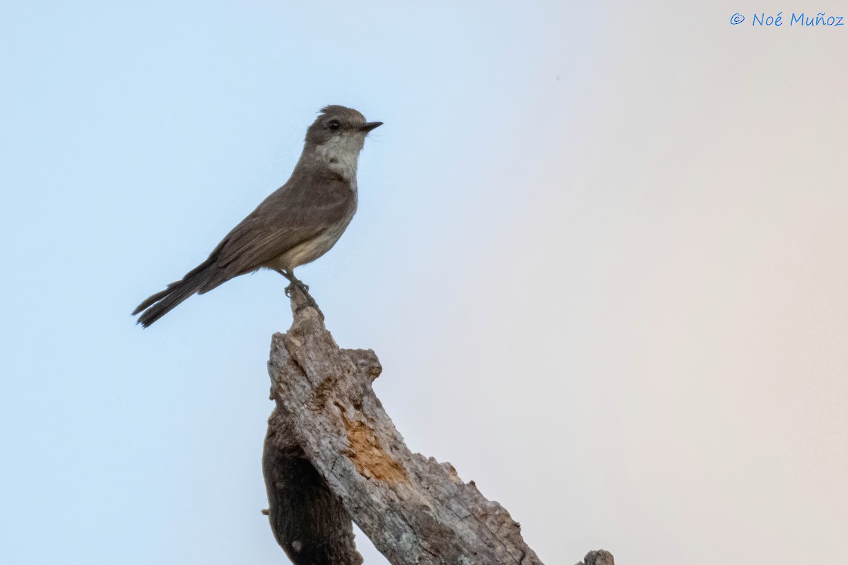 Vermilion Flycatcher - ML597186631