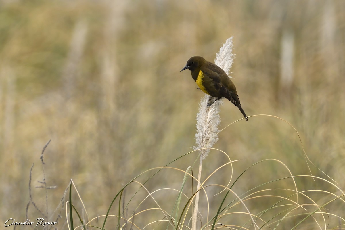 Brown-and-yellow Marshbird - ML597186971