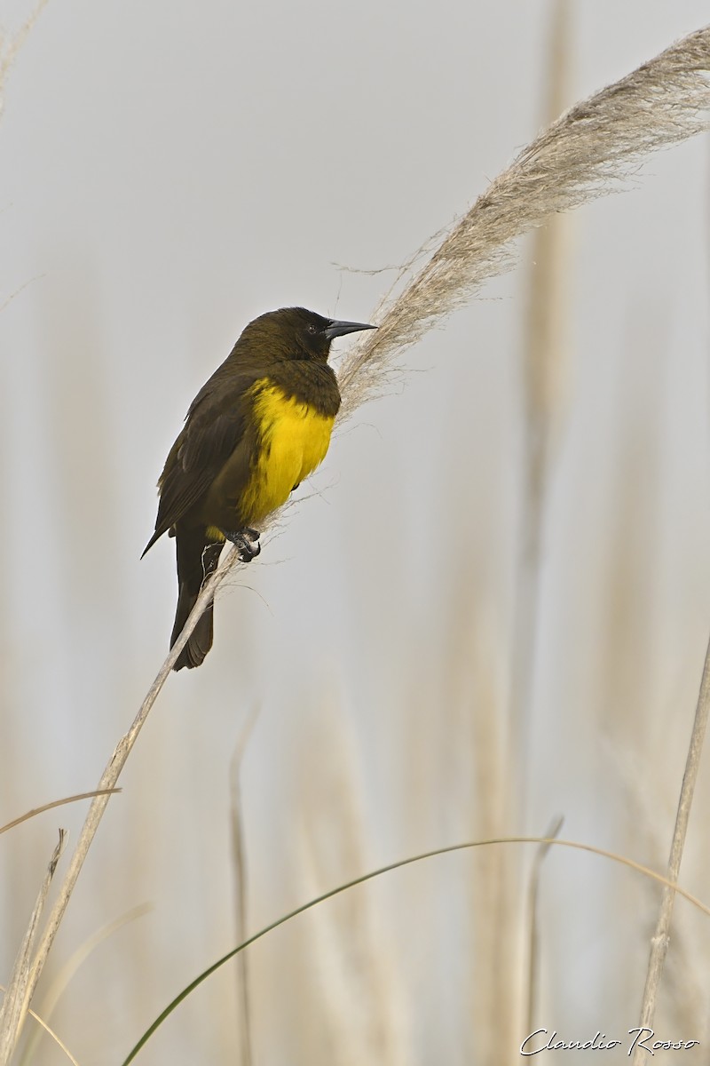 Brown-and-yellow Marshbird - ML597186981