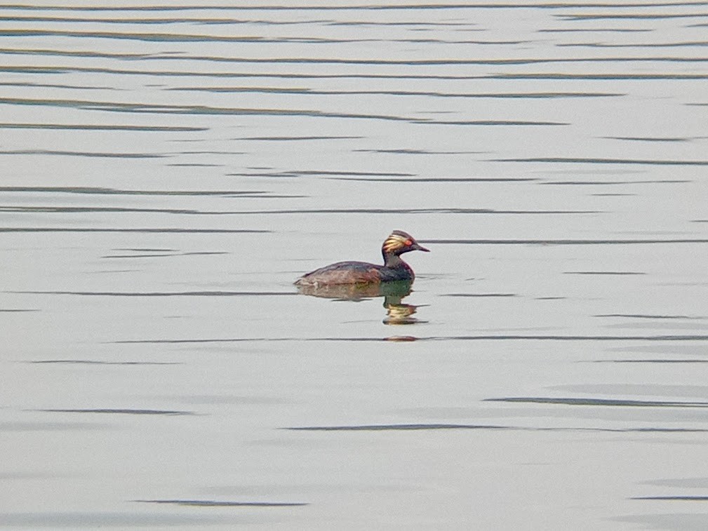 Eared Grebe - ML597187111