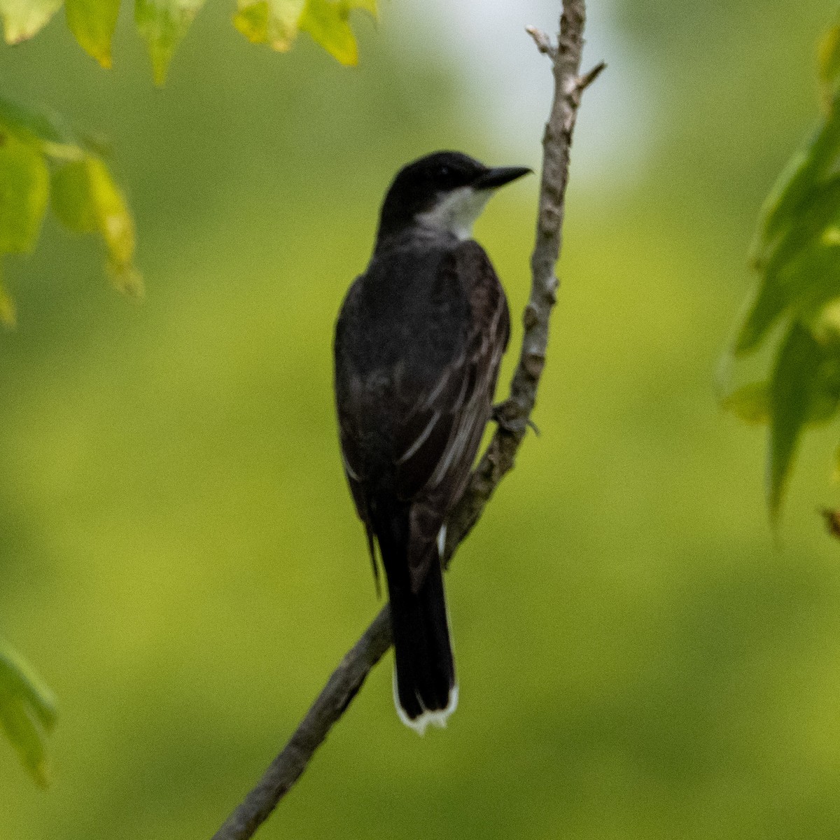 Eastern Kingbird - Tim Kambitsch