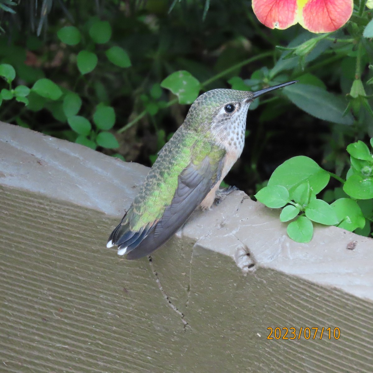 Colibrí Calíope - ML597188421