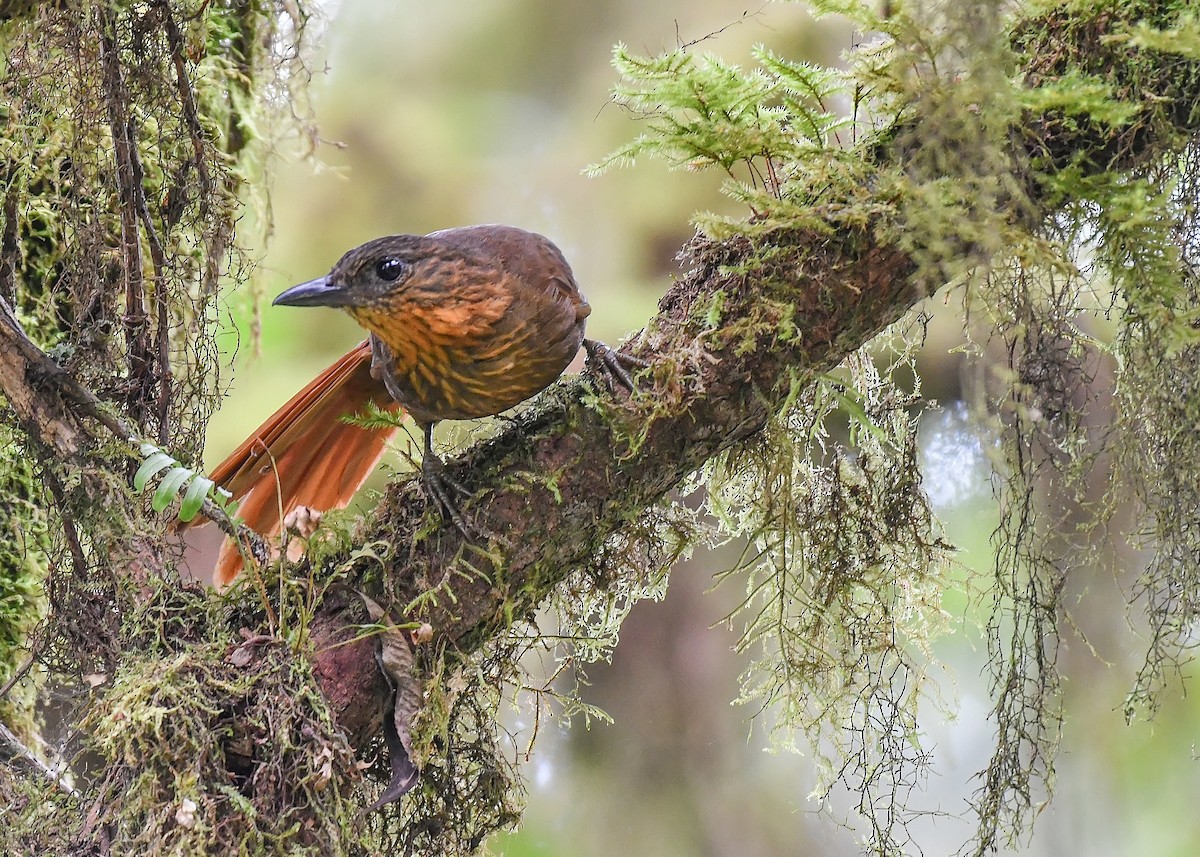 Streak-breasted Treehunter - ML597188451