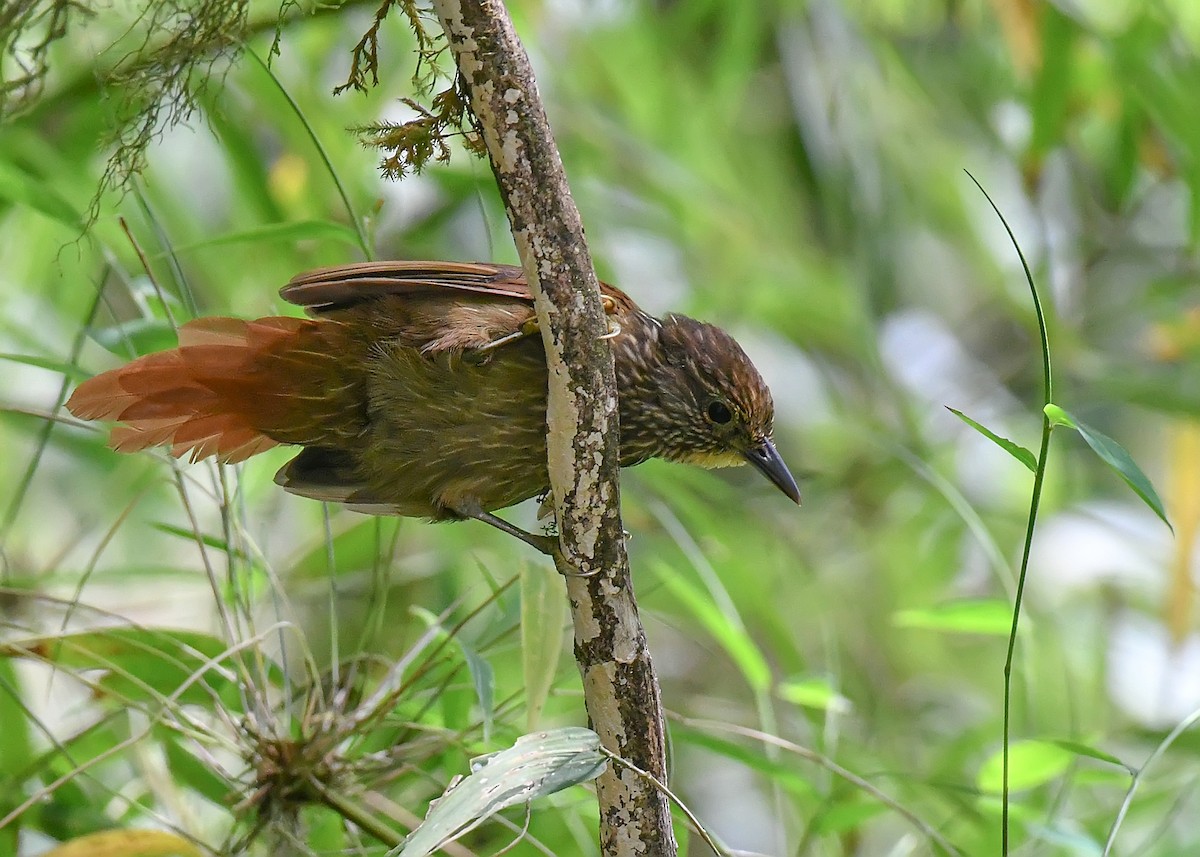 Lineated Foliage-gleaner - Leandro Arias