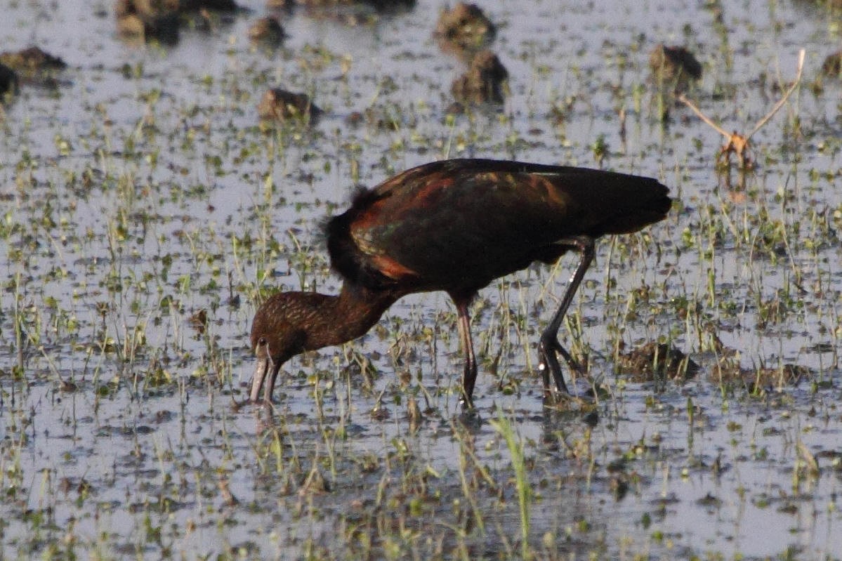 Glossy Ibis - ML597188541