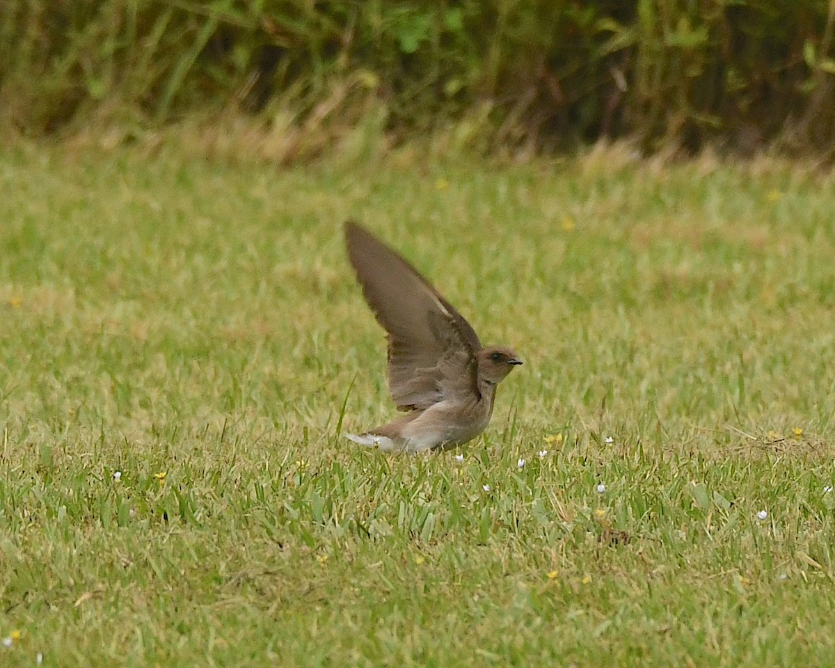 Northern Rough-winged Swallow - ML597188621