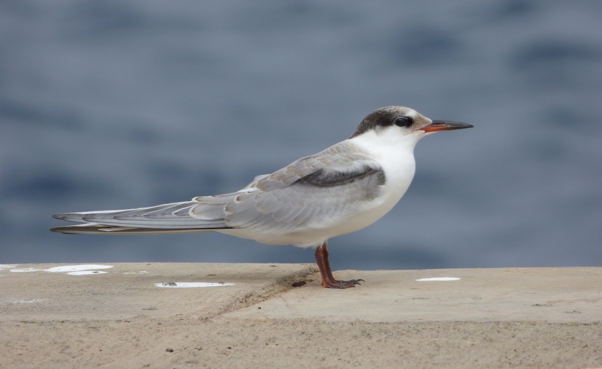 Common Tern - Xabier Remirez