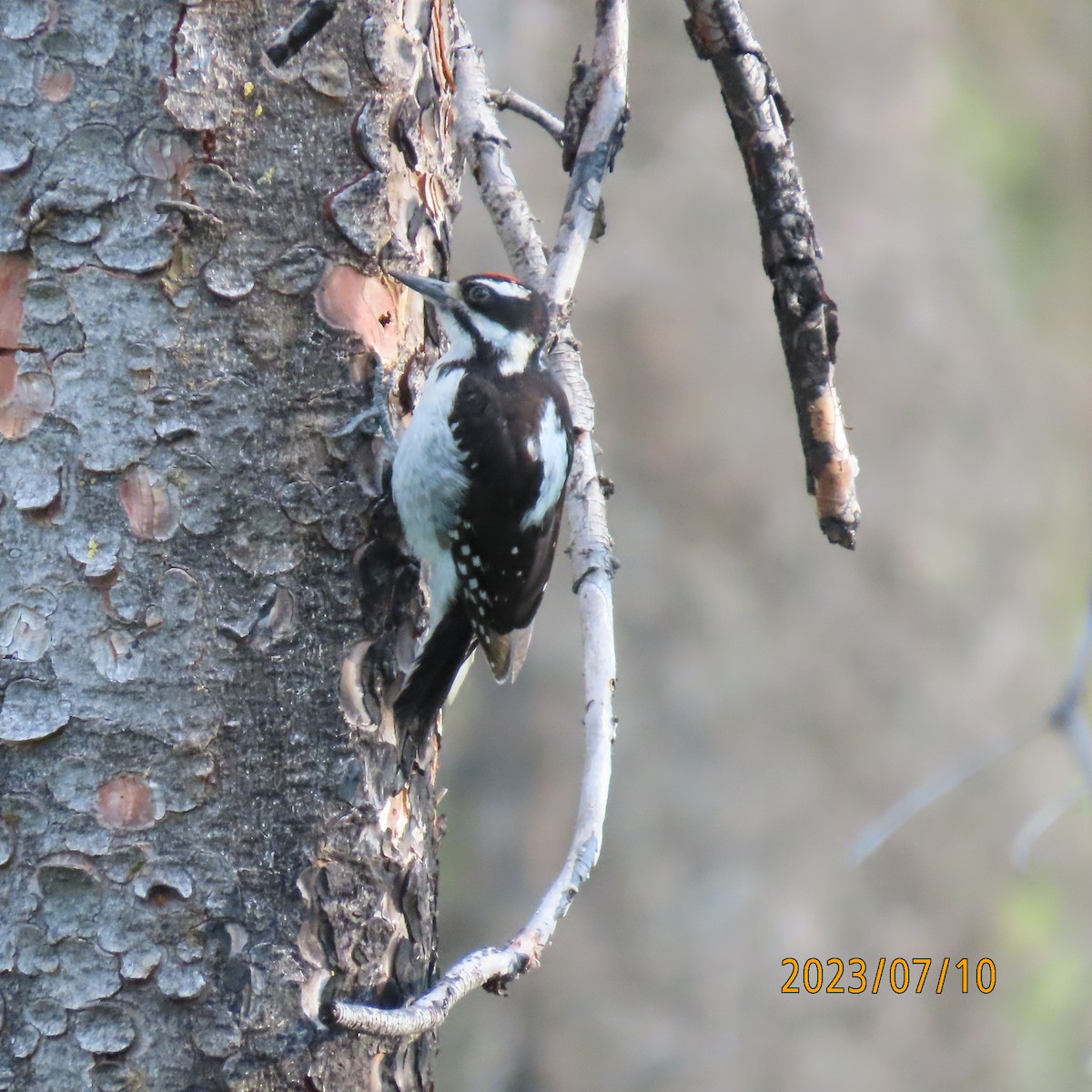 Hairy Woodpecker - ML597189051