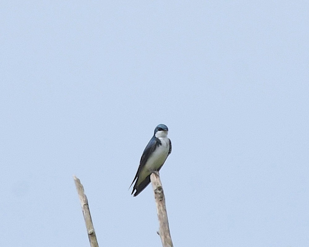 Tree Swallow - ML597189181