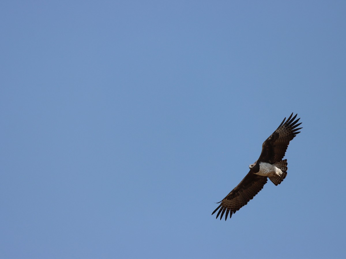 Martial Eagle - ML597189191