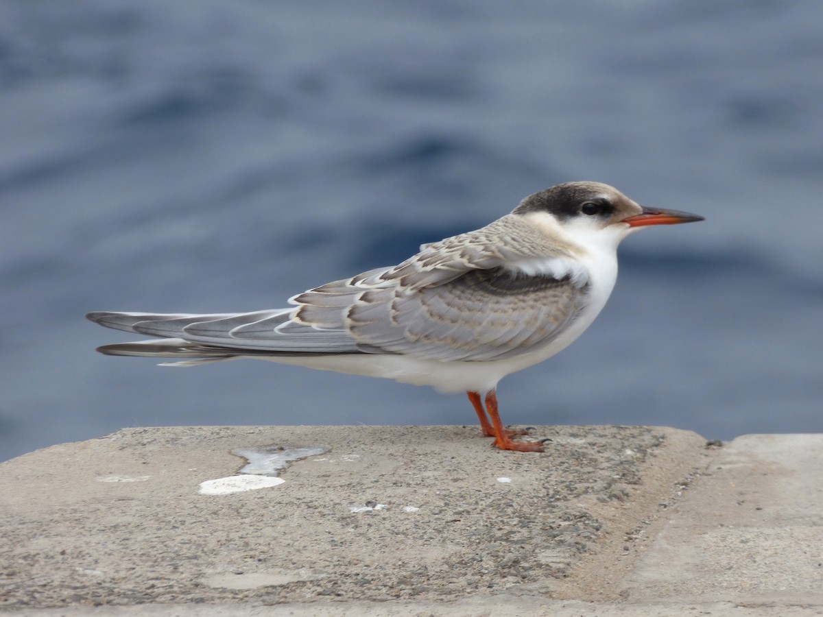 Common Tern - Xabier Remirez