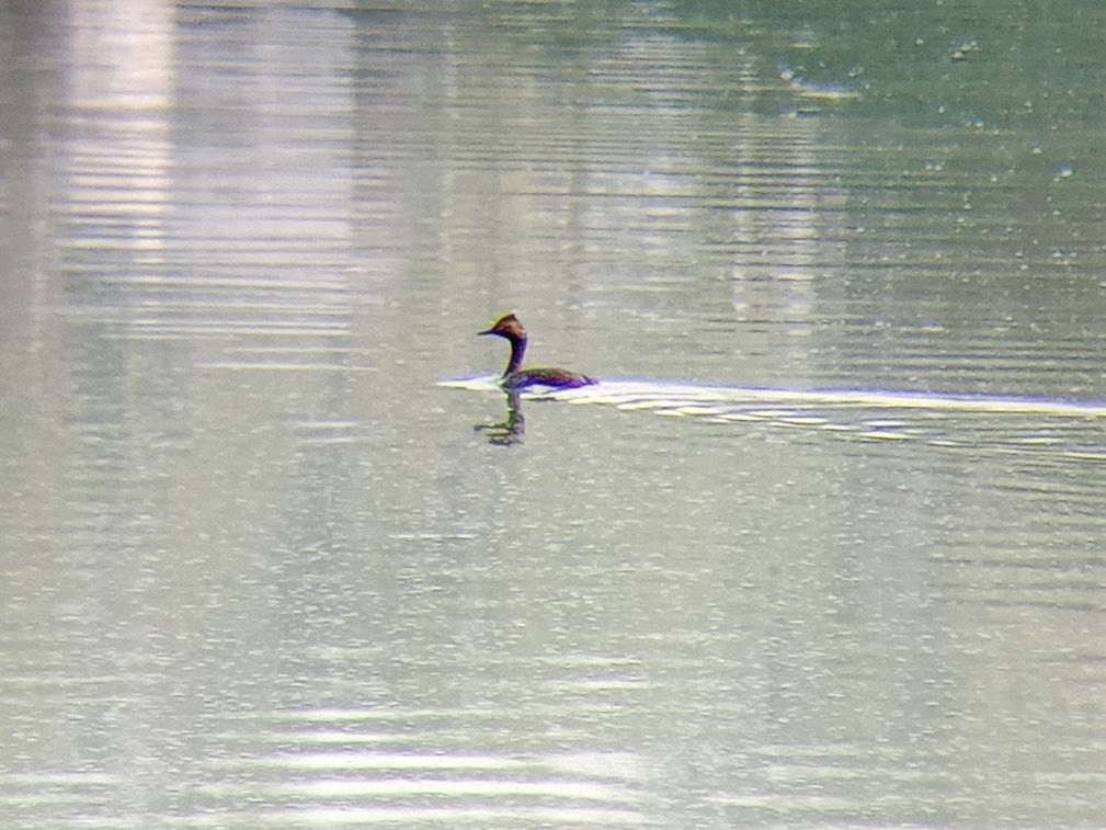 Eared Grebe - ML597189231