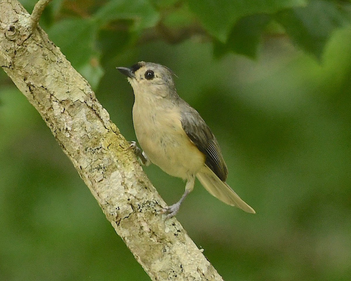 Tufted Titmouse - ML597189491