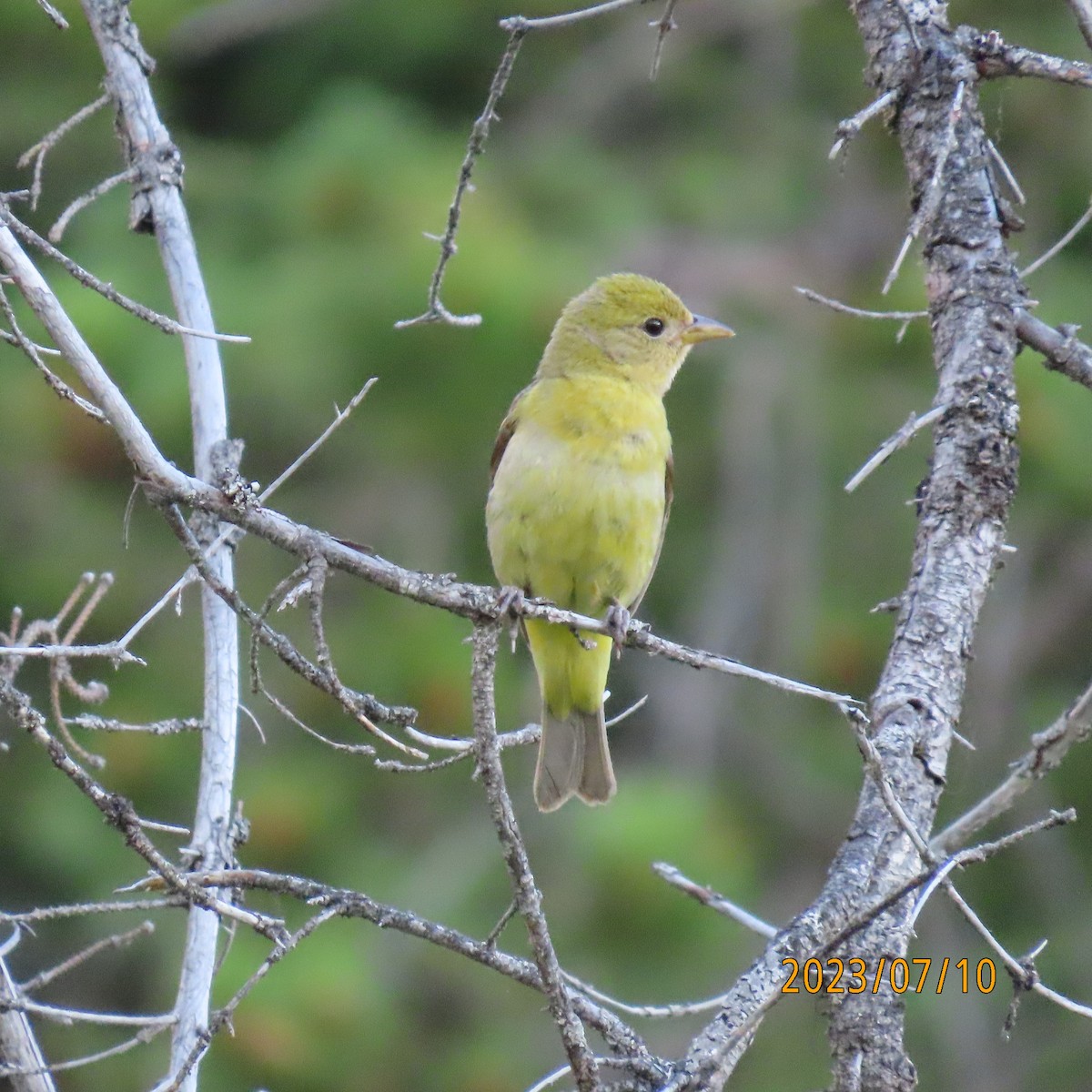 Western Tanager - ML597189731