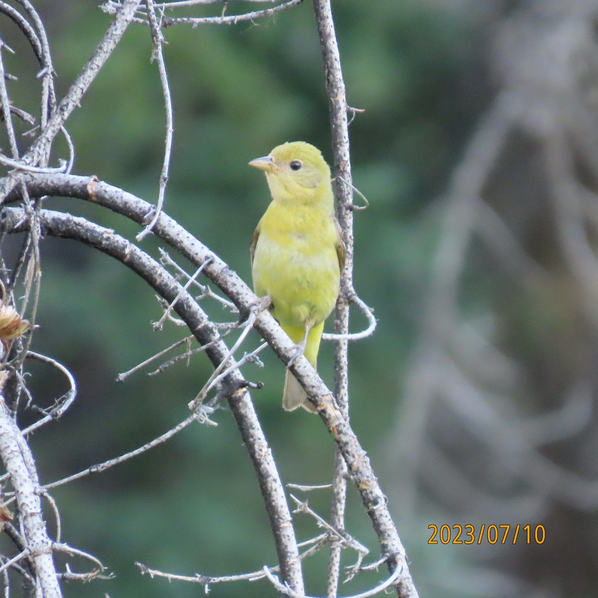 Western Tanager - ML597189741