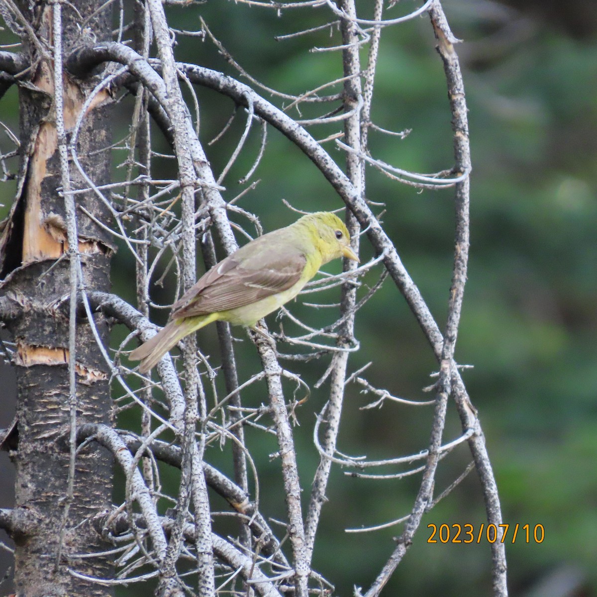 Western Tanager - ML597189761