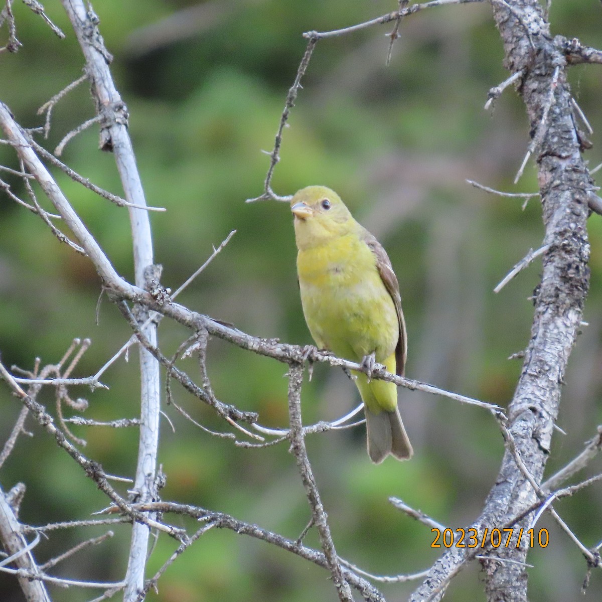Western Tanager - ML597189781