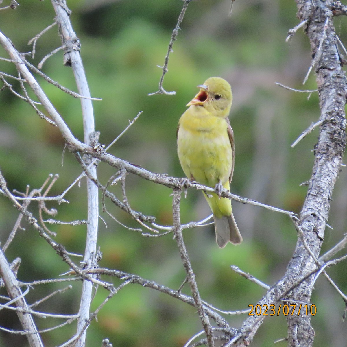 Western Tanager - ML597190221