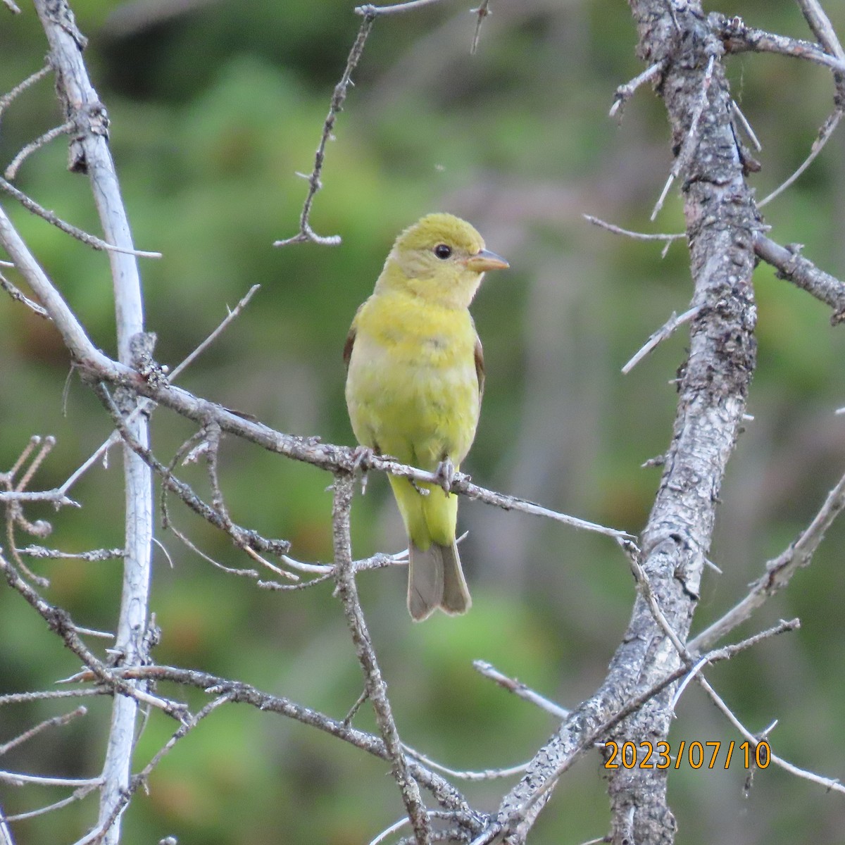 Western Tanager - ML597190231