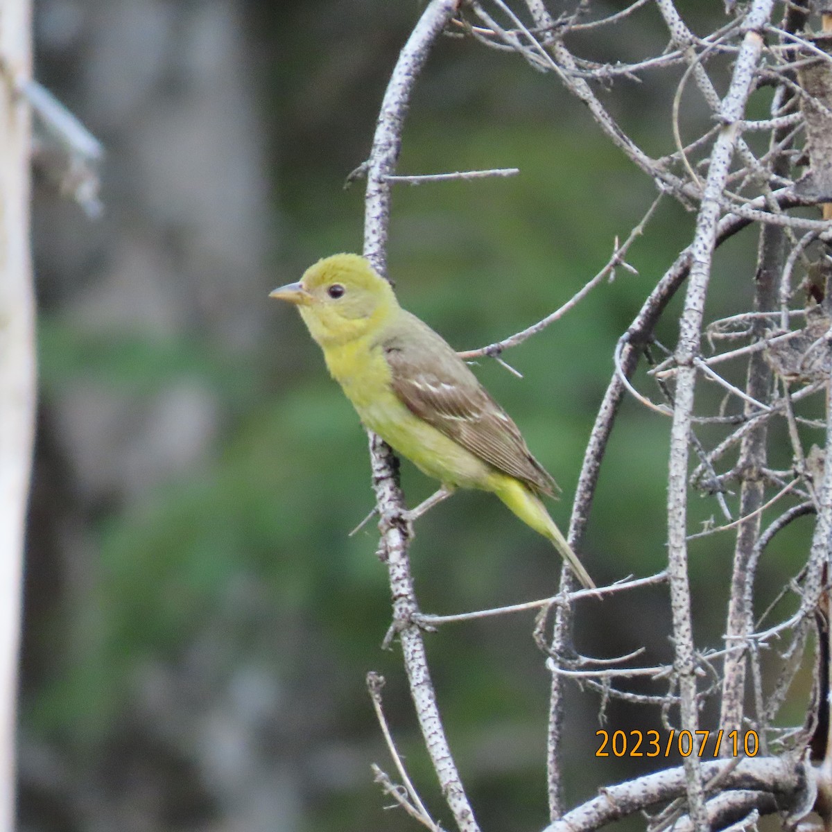 Western Tanager - ML597190241