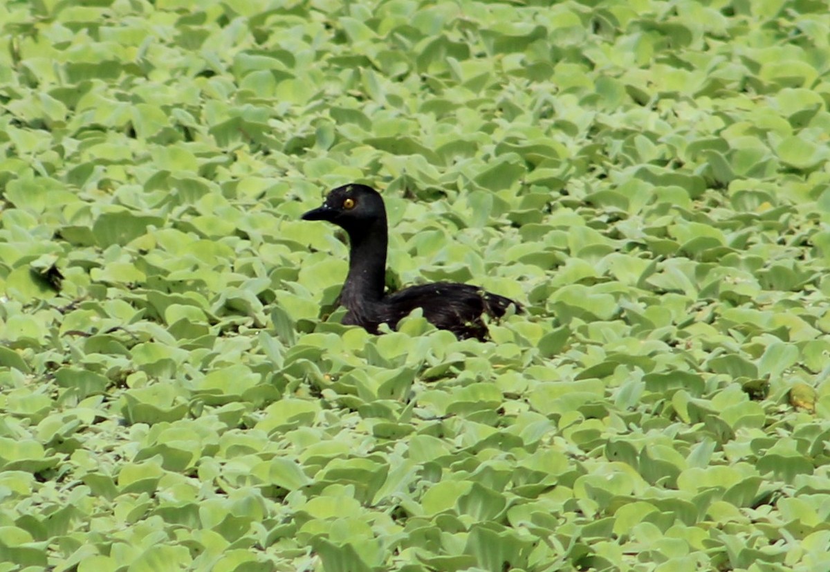 Least Grebe - T L P L