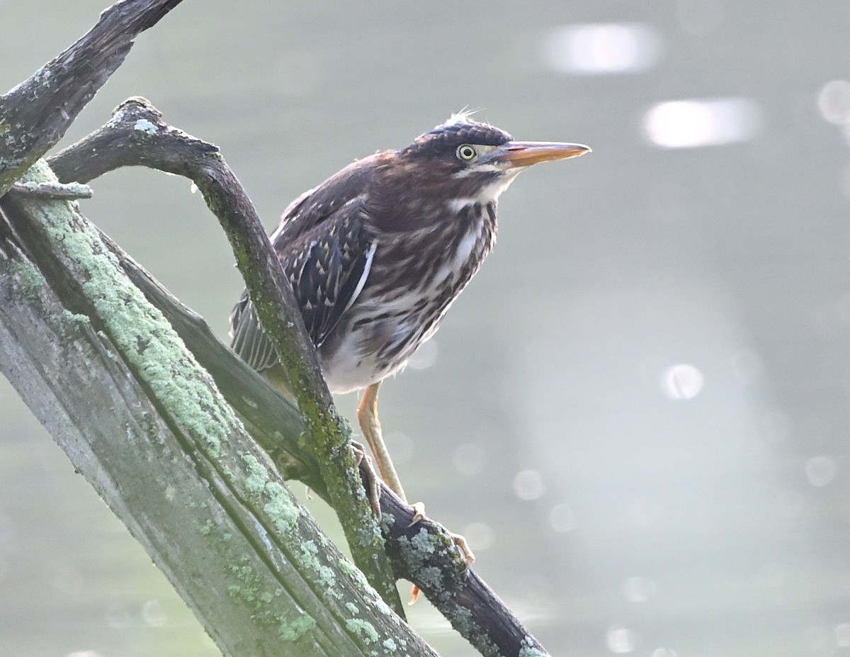 Green Heron - ML597191081