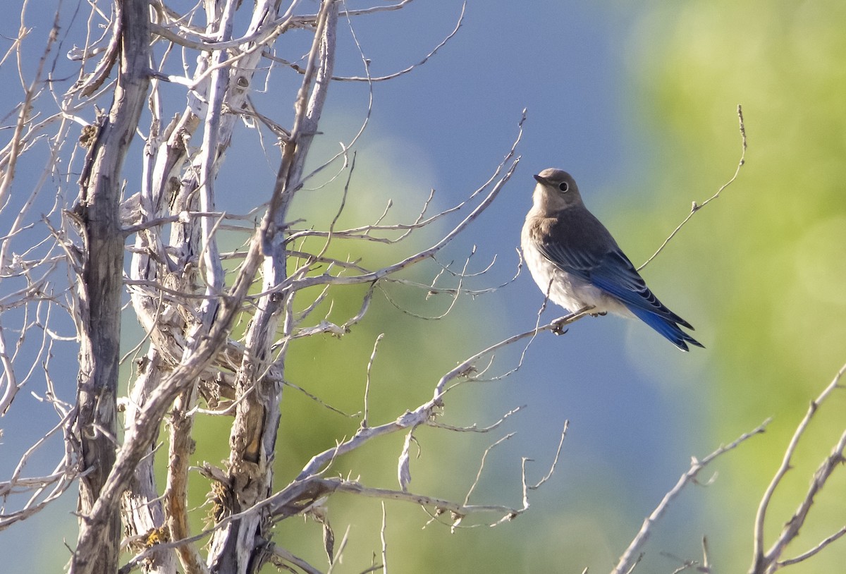 Mountain Bluebird - ML597191111