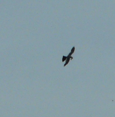 Mississippi Kite - ML597191271