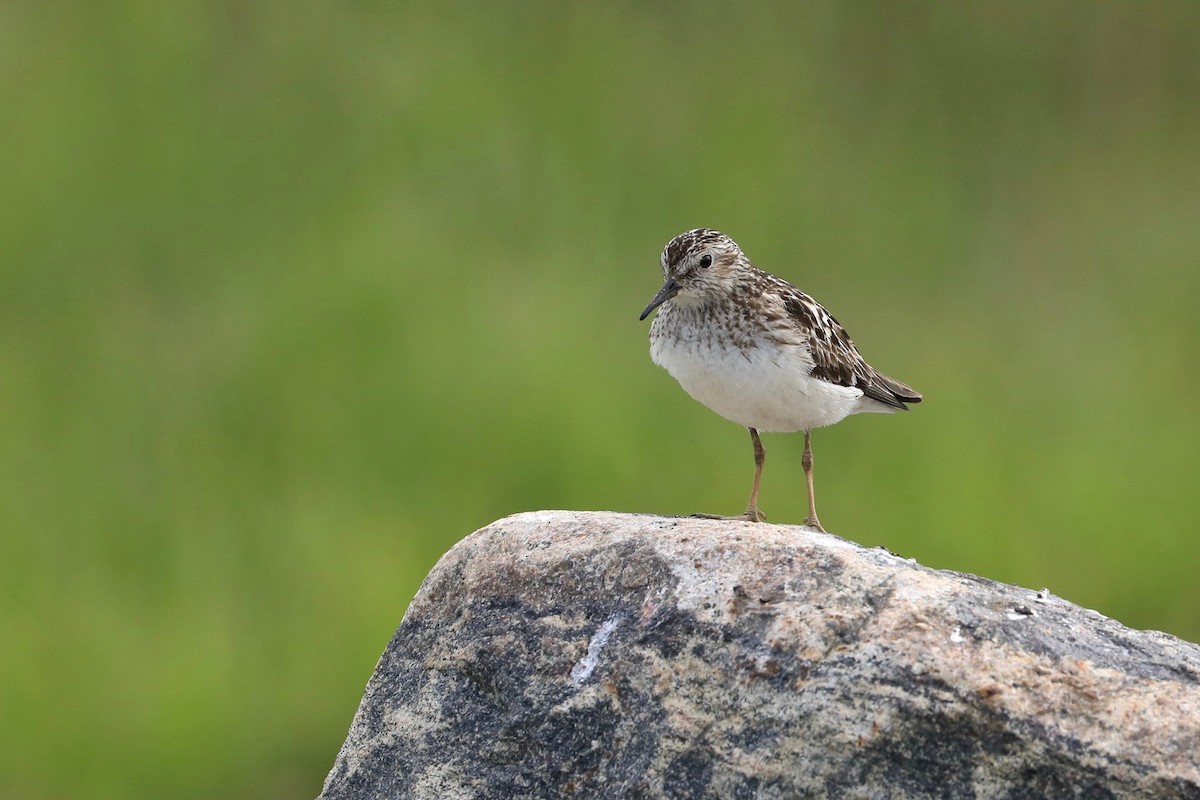 Pectoral Sandpiper - Sam de Beer