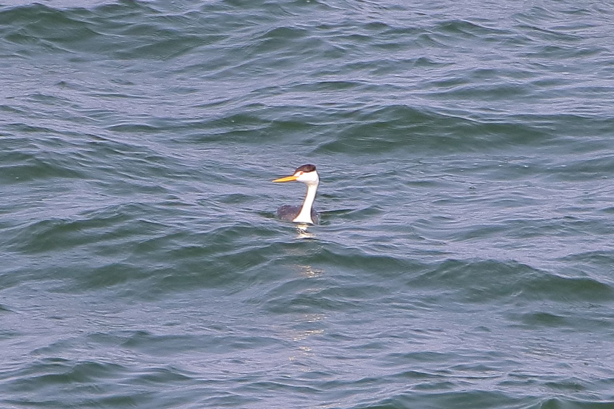 Clark's Grebe - Daniel  Bellich