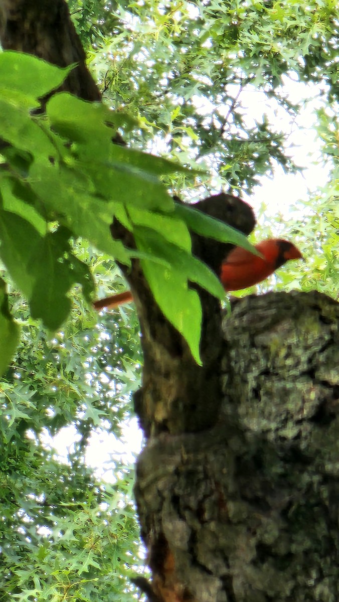 Northern Cardinal - ML597191731