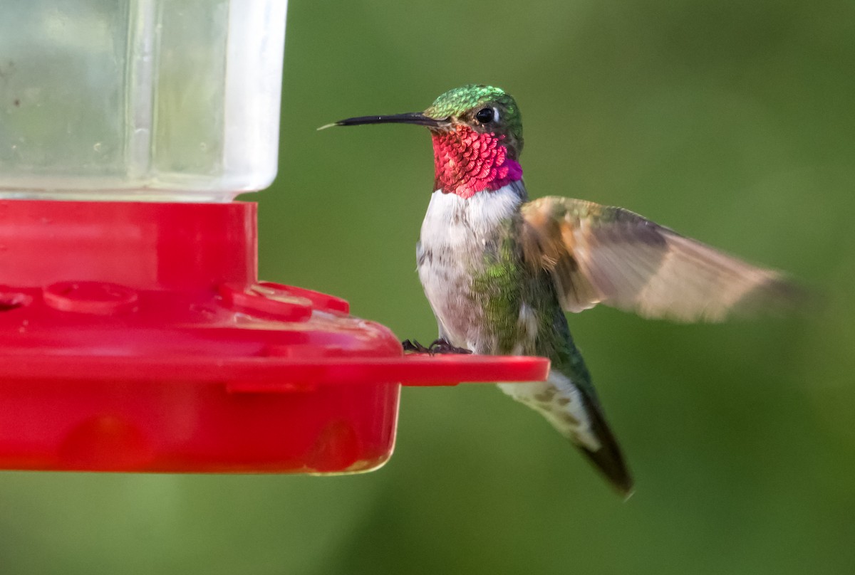 Broad-tailed Hummingbird - Braxton Landsman