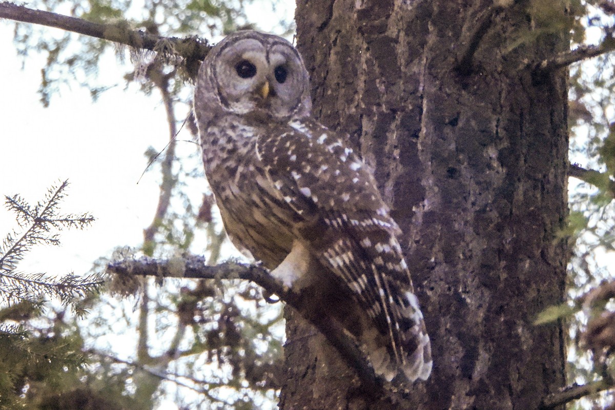 Barred Owl - ML597192341