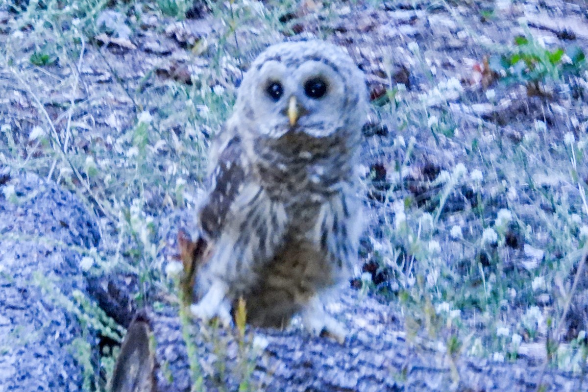 Barred Owl - ML597192571